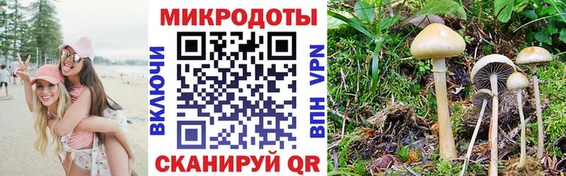 закладка  Чусовой  Псилоцибиновые грибы Psilocybine cubensis 