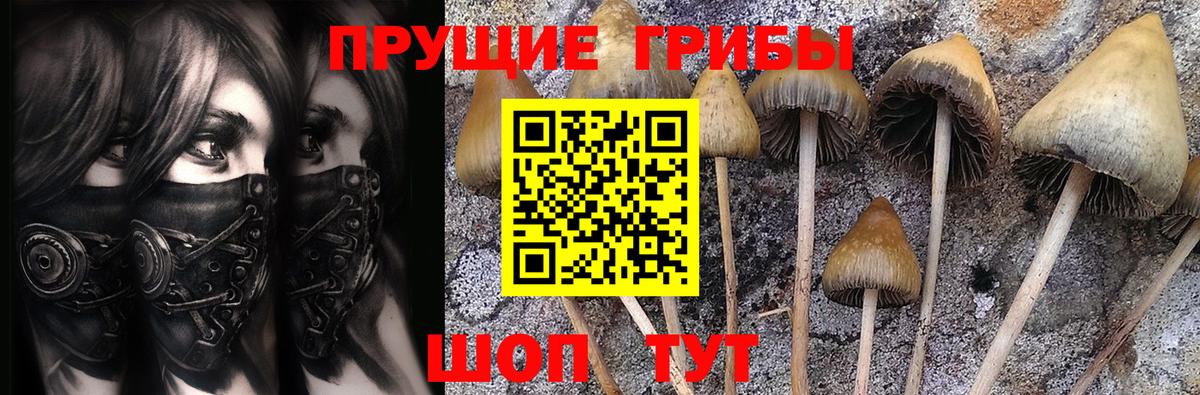 Псилоцибиновые грибы Cubensis Чусовой