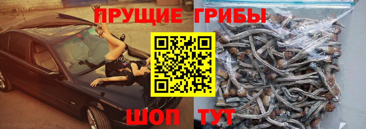 Псилоцибиновые грибы мицелий  Вход с VPN  Чусовой  Псилоцибиновые грибы Psilocybine cubensis 